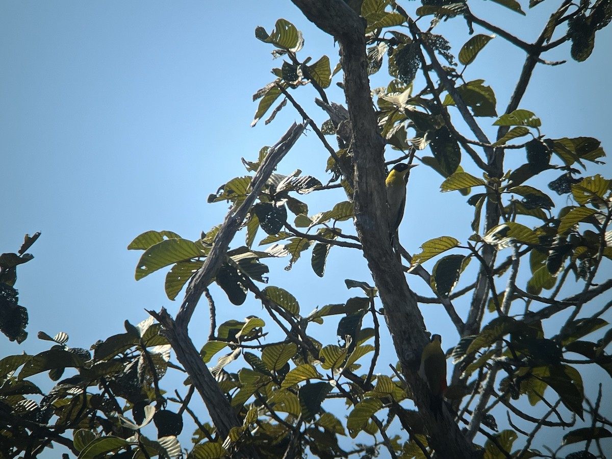 Black-headed Woodpecker - ML647380397