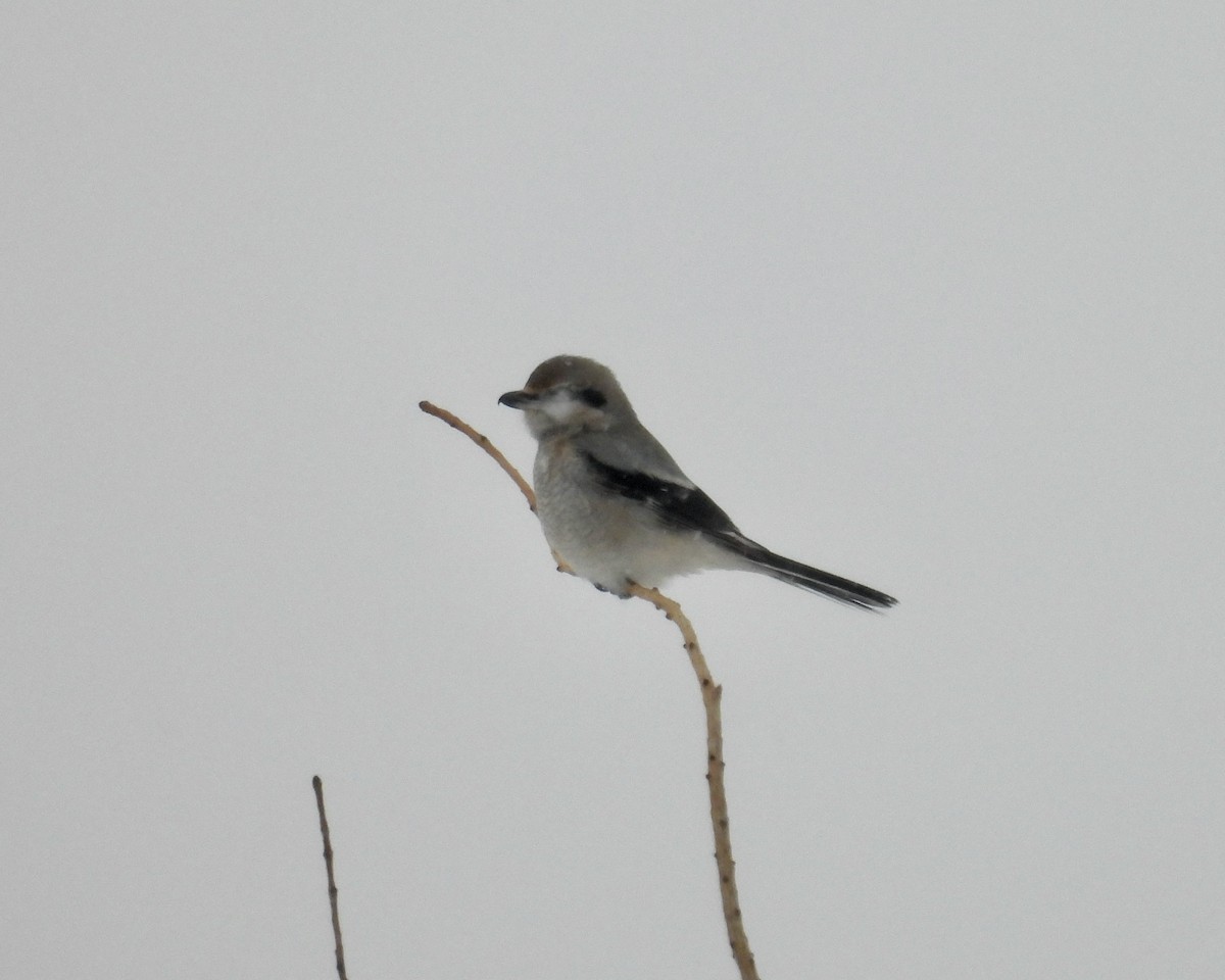 Boreal Örümcekkuşu - ML647380398