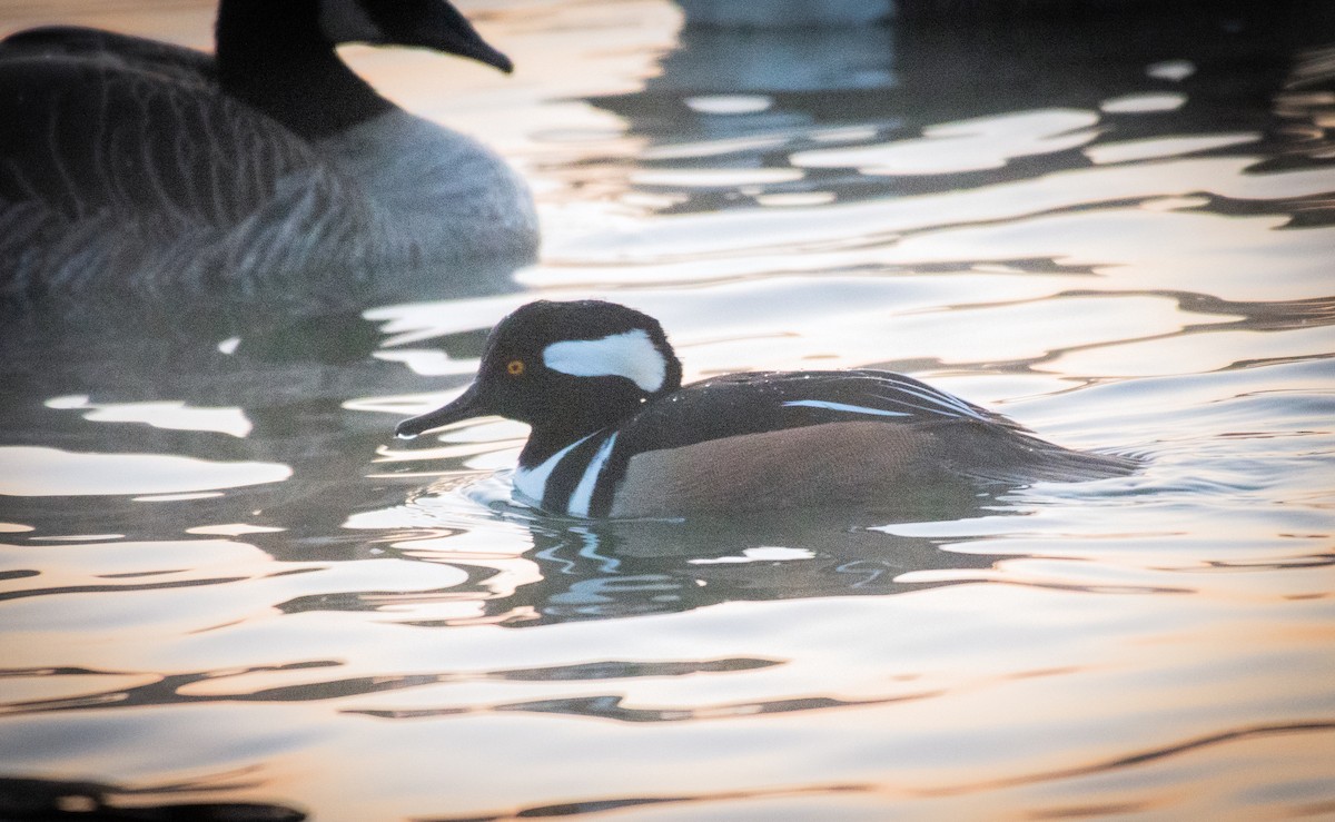 Başlıklı Tarakdiş - ML647380401