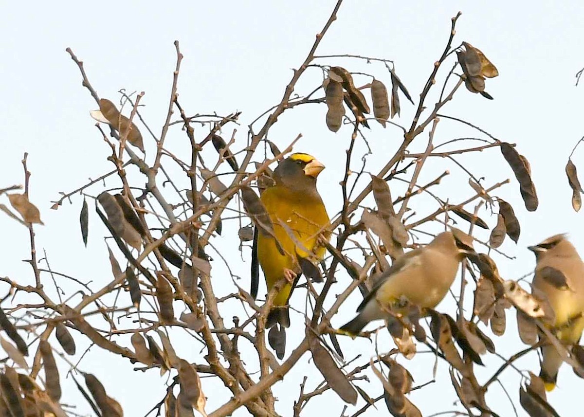 Evening Grosbeak - ML647380405