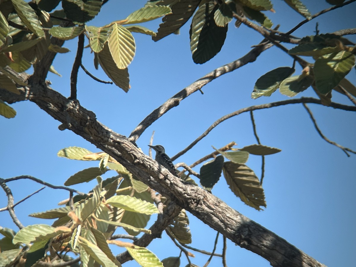 İncir Ağaçkakanı - ML647380406