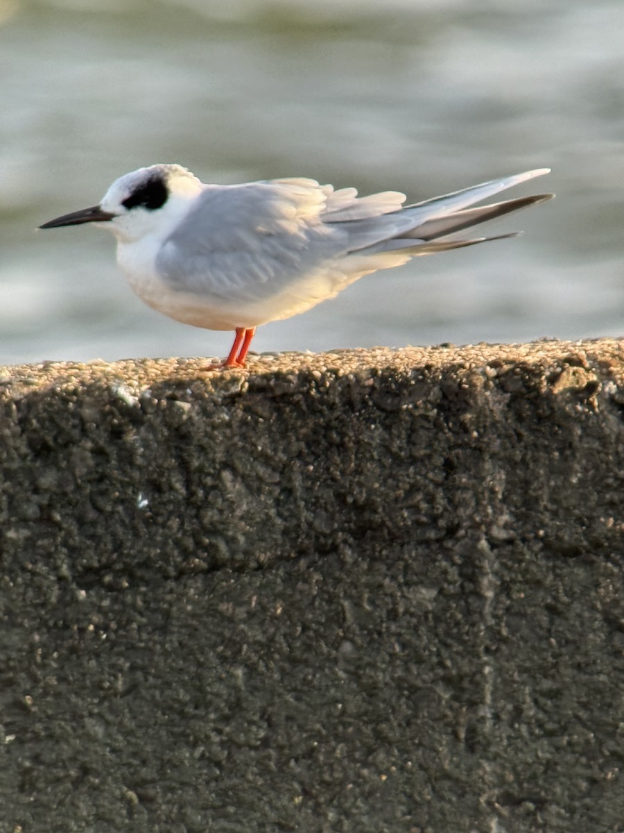 Maskeli Sumru - ML647380407