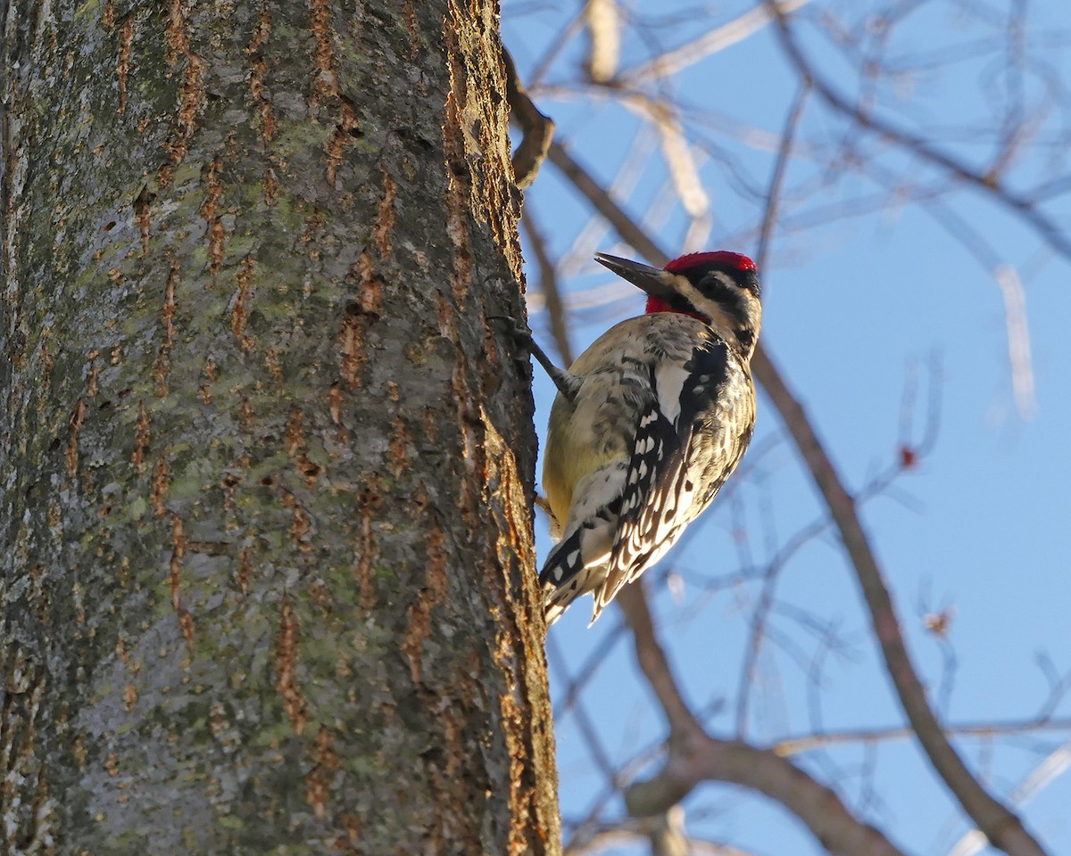 Sarı Karınlı Ağaçkakan - ML647380408