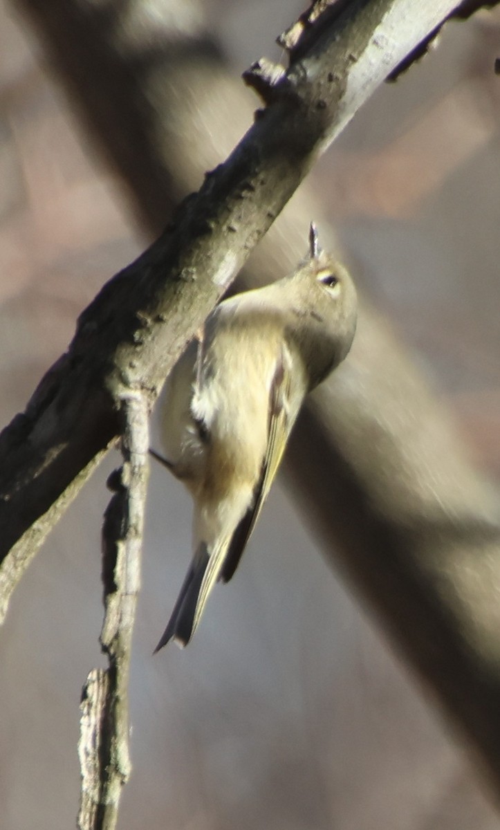 Gözlüklü Çalıkuşu - ML647380416