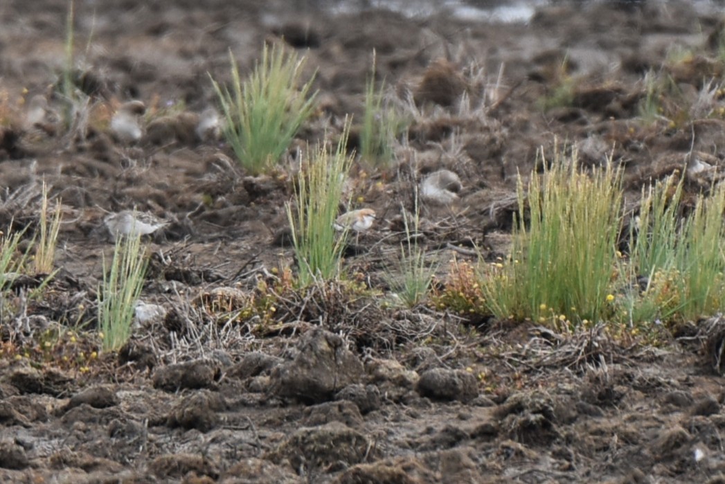 Kızıl Takkeli Cılıbıt - ML647380417