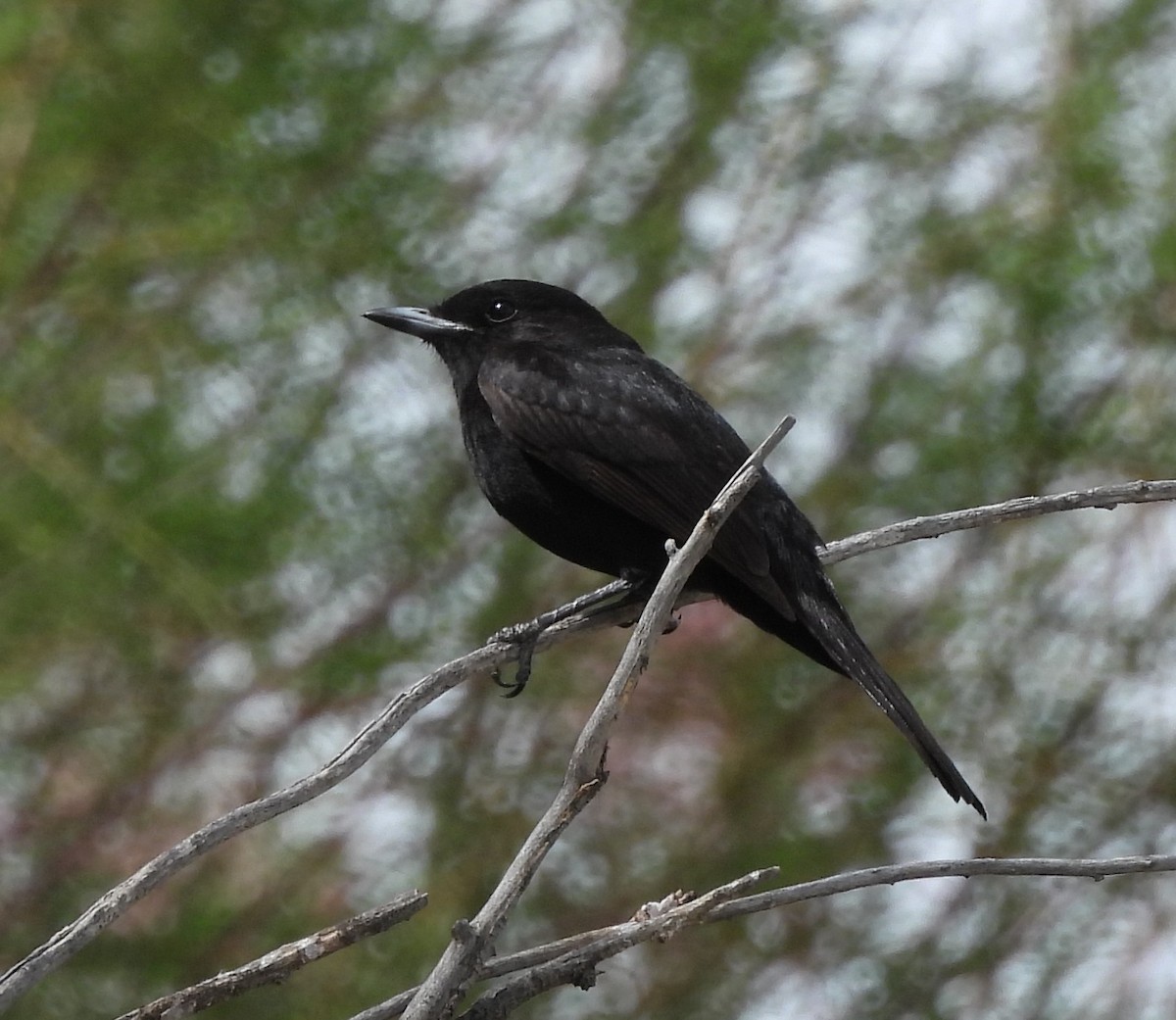 Plata Esmer Tiranı - ML647380418