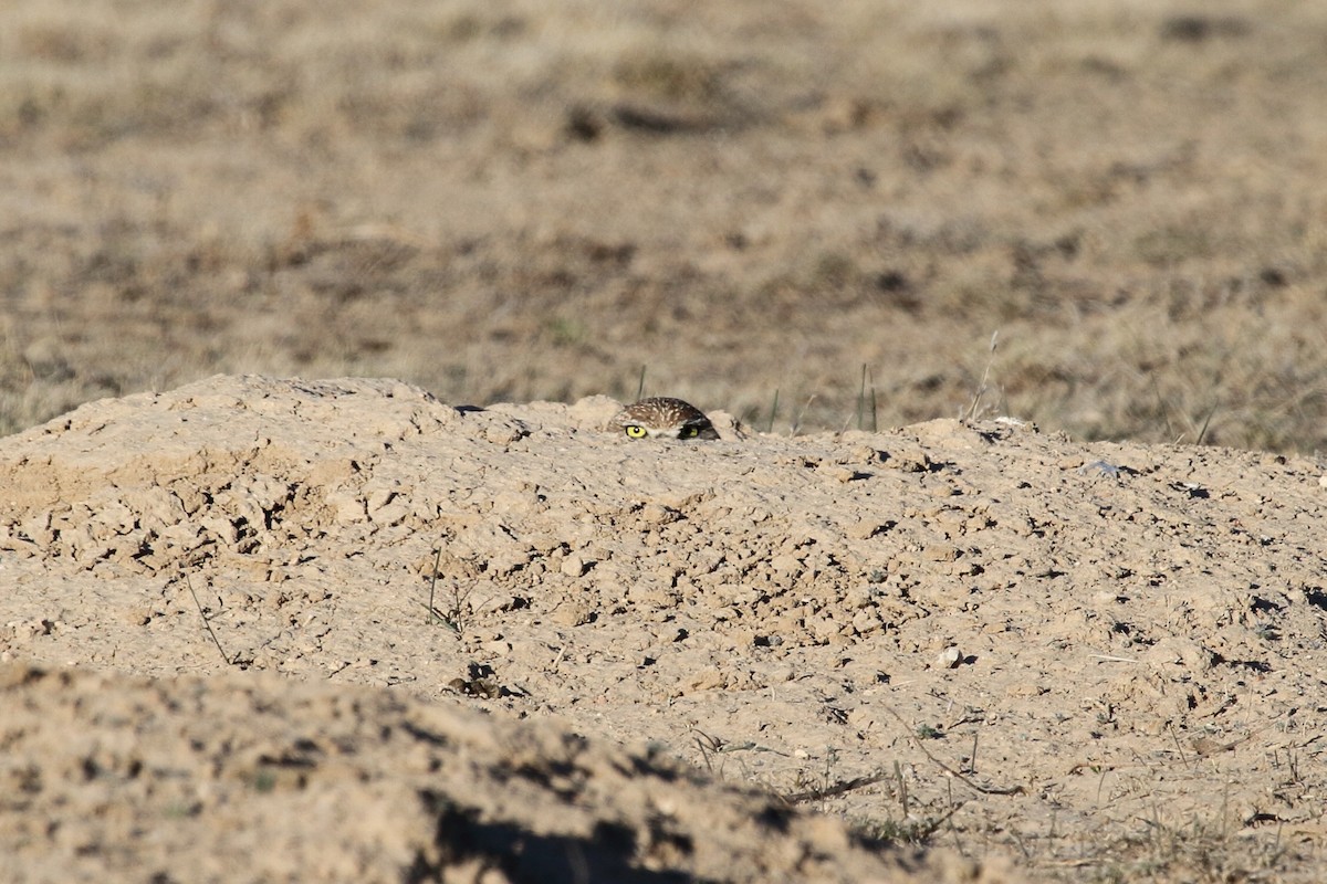 Yer Kukumavı - ML647380419