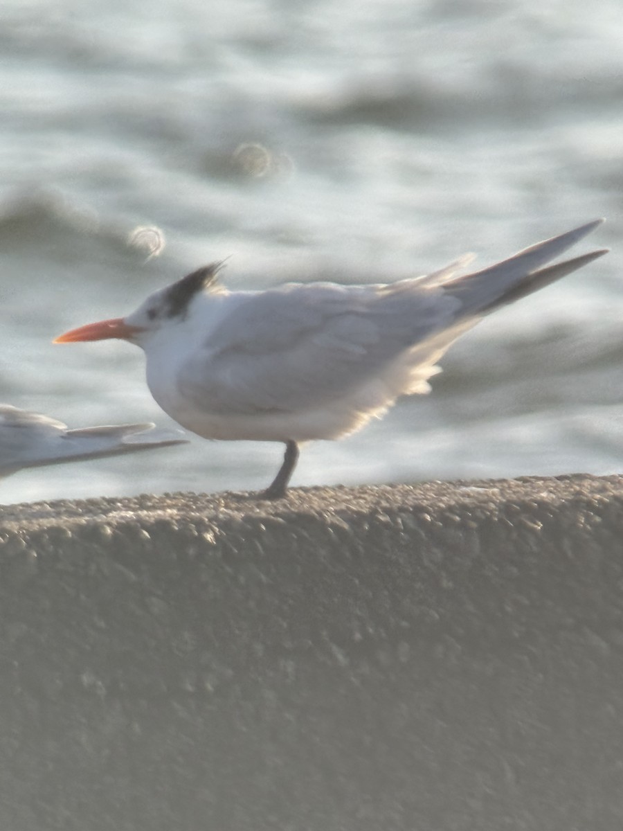 Kral Sumru - ML647380420