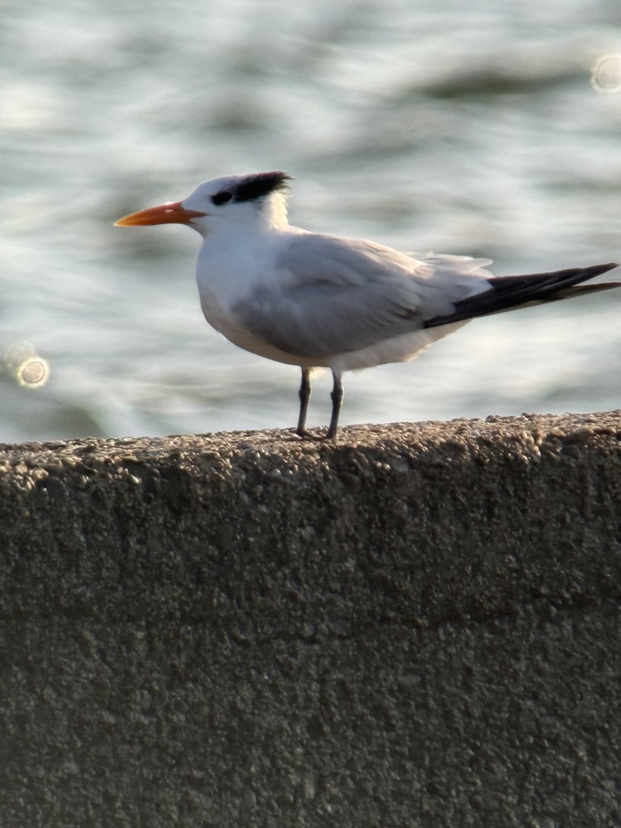 Kral Sumru - ML647380421