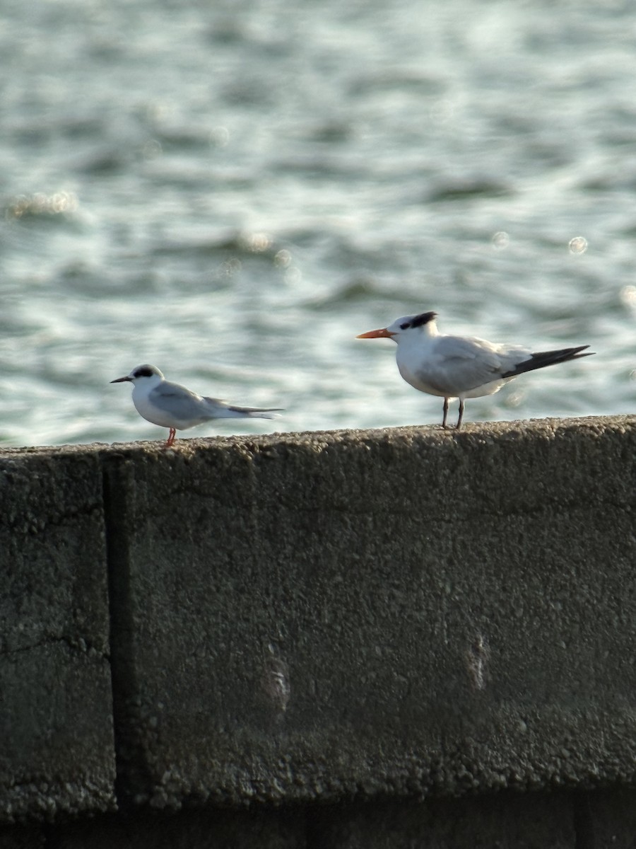 Kral Sumru - ML647380422