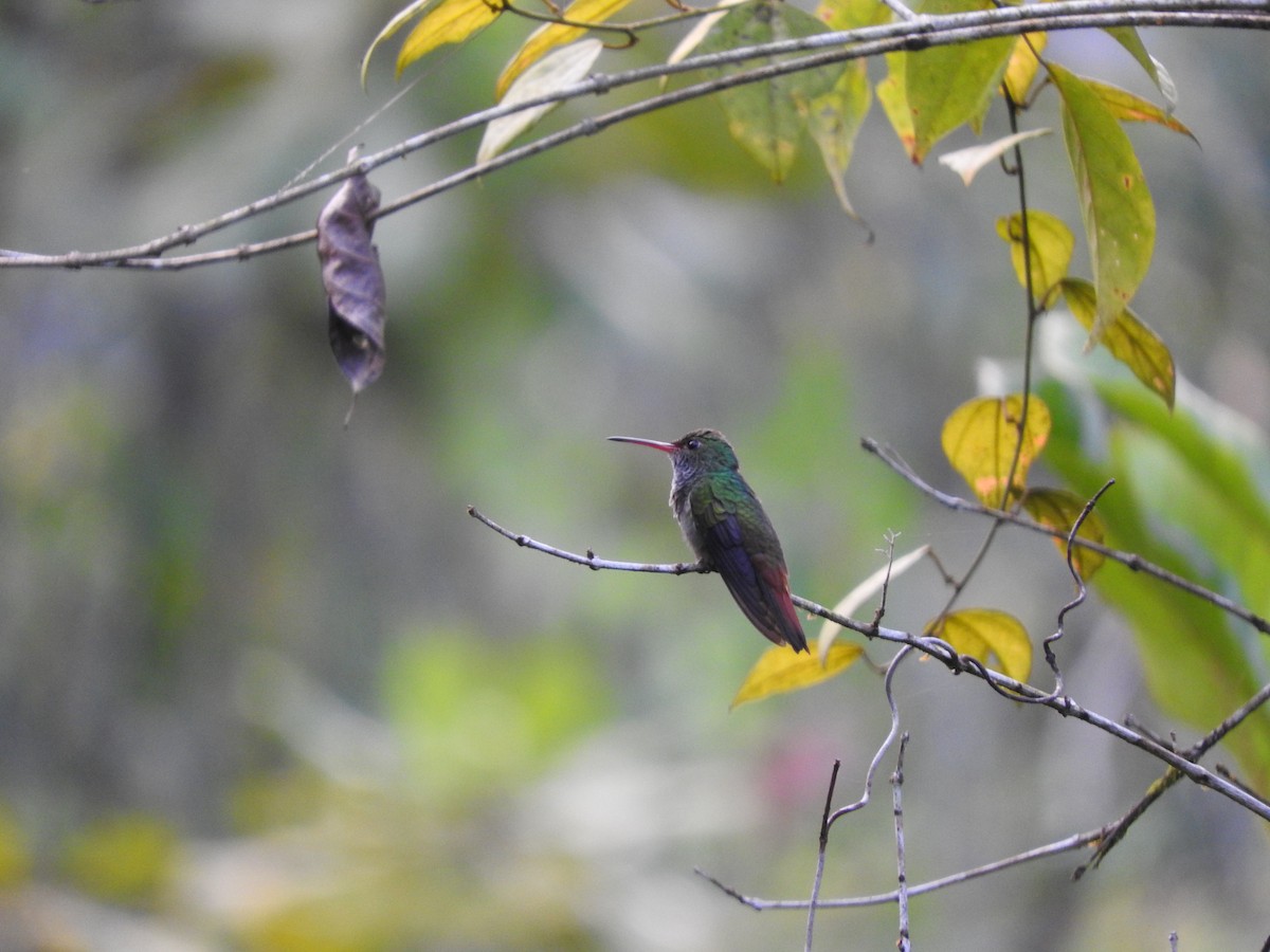 Kızıl Kuyruklu Kolibri - ML647380426