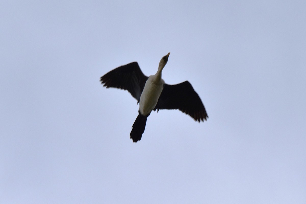 Alaca Küçük Karabatak - ML647380427