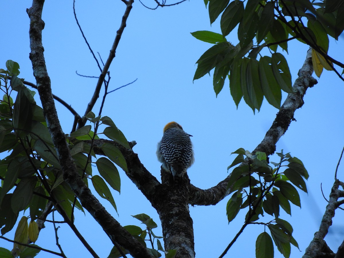 Hoffmann Ağaçkakanı - ML647380428