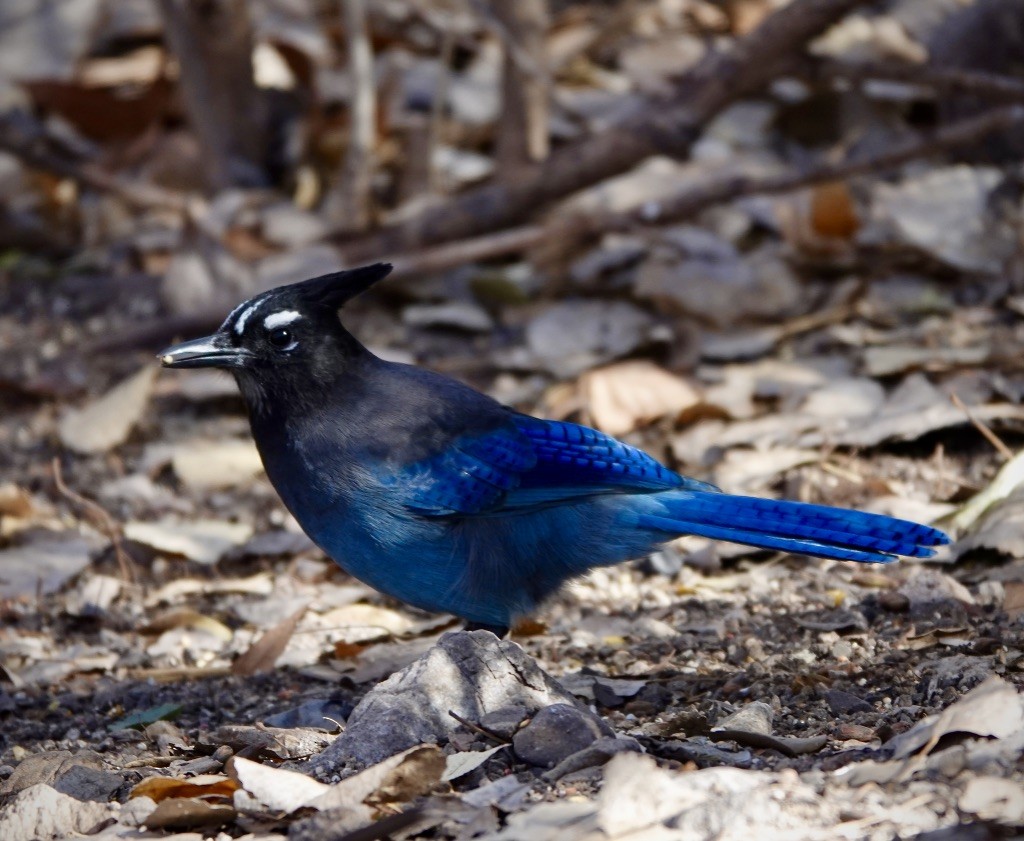 Steller Kargası [diademata grubu] - ML647380431