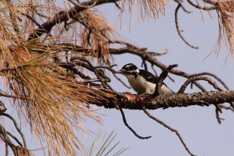 Sert Tüylü Ağaçkakan - ML647380433