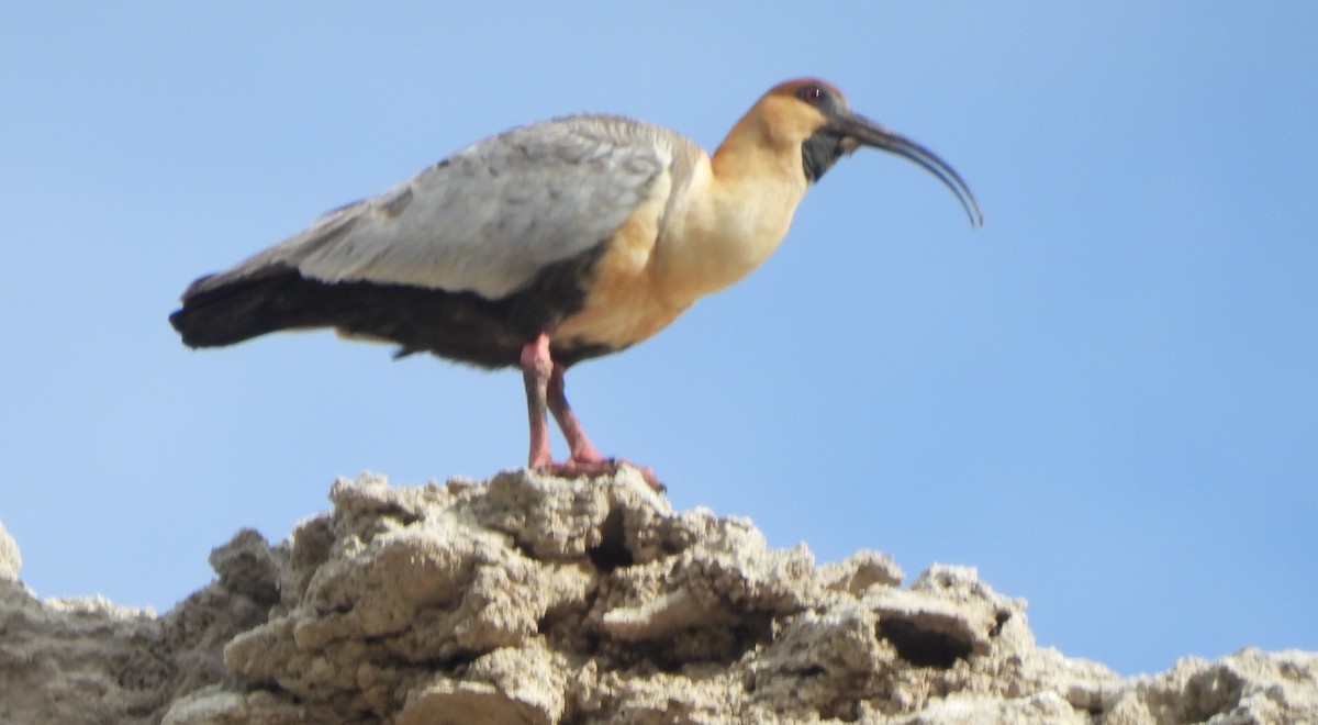 İbikli Sarıca Aynak - ML647380434