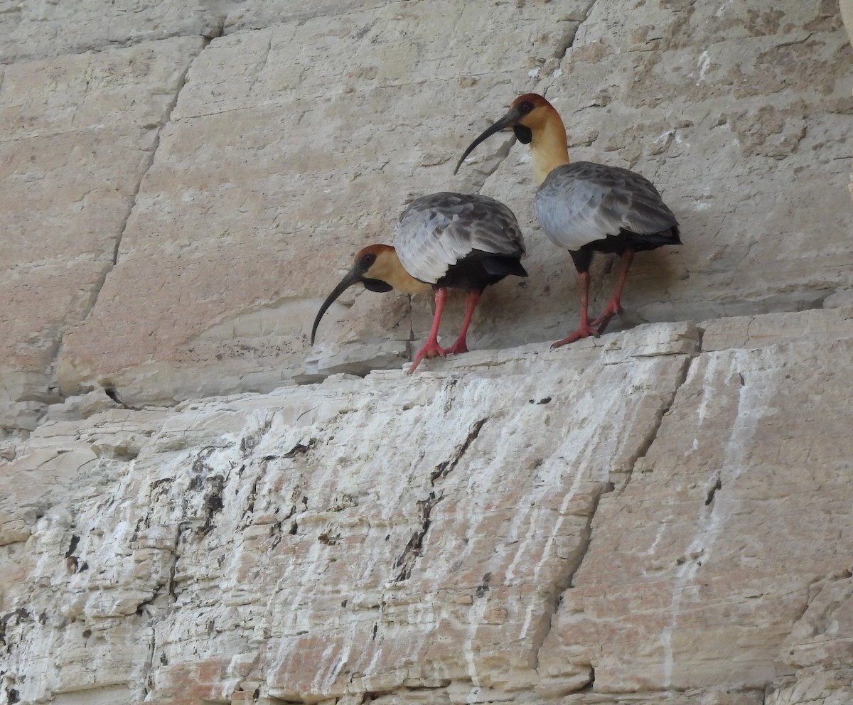 İbikli Sarıca Aynak - ML647380435