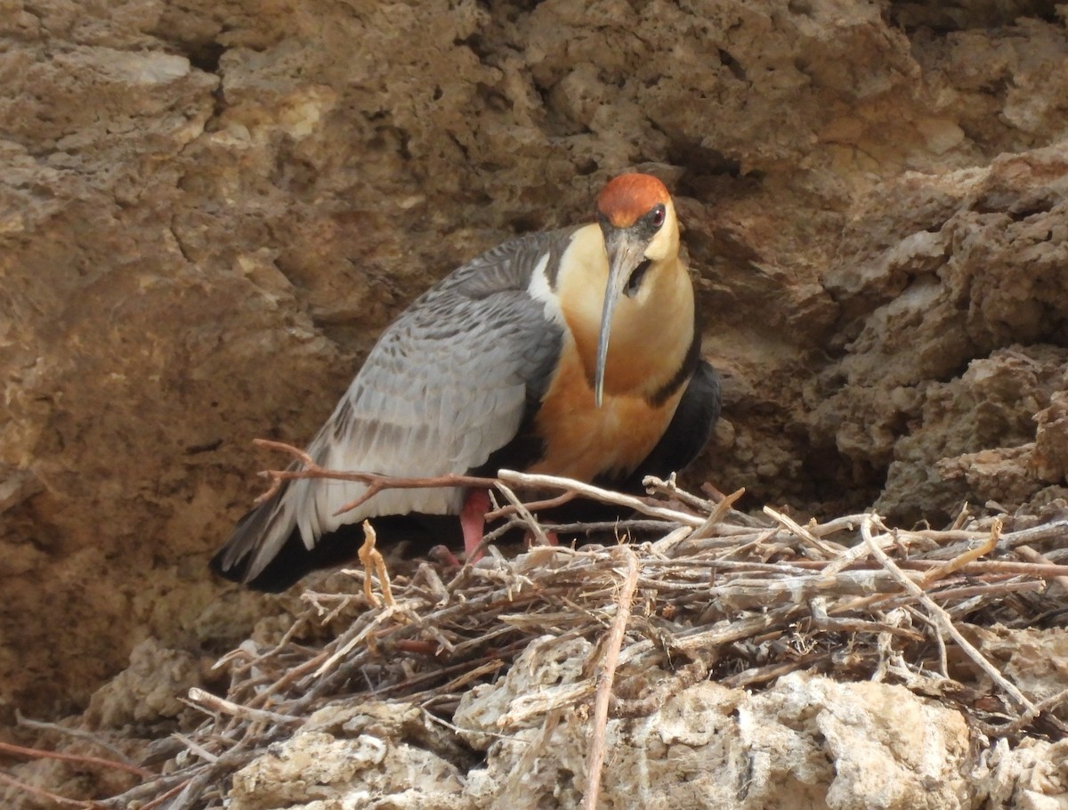 İbikli Sarıca Aynak - ML647380436