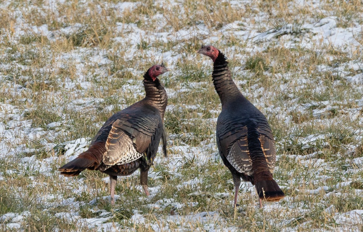 Yabani Hindi - ML647380437