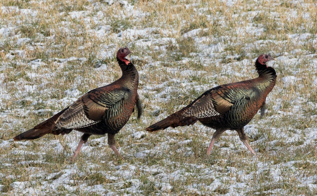 Yabani Hindi - ML647380438