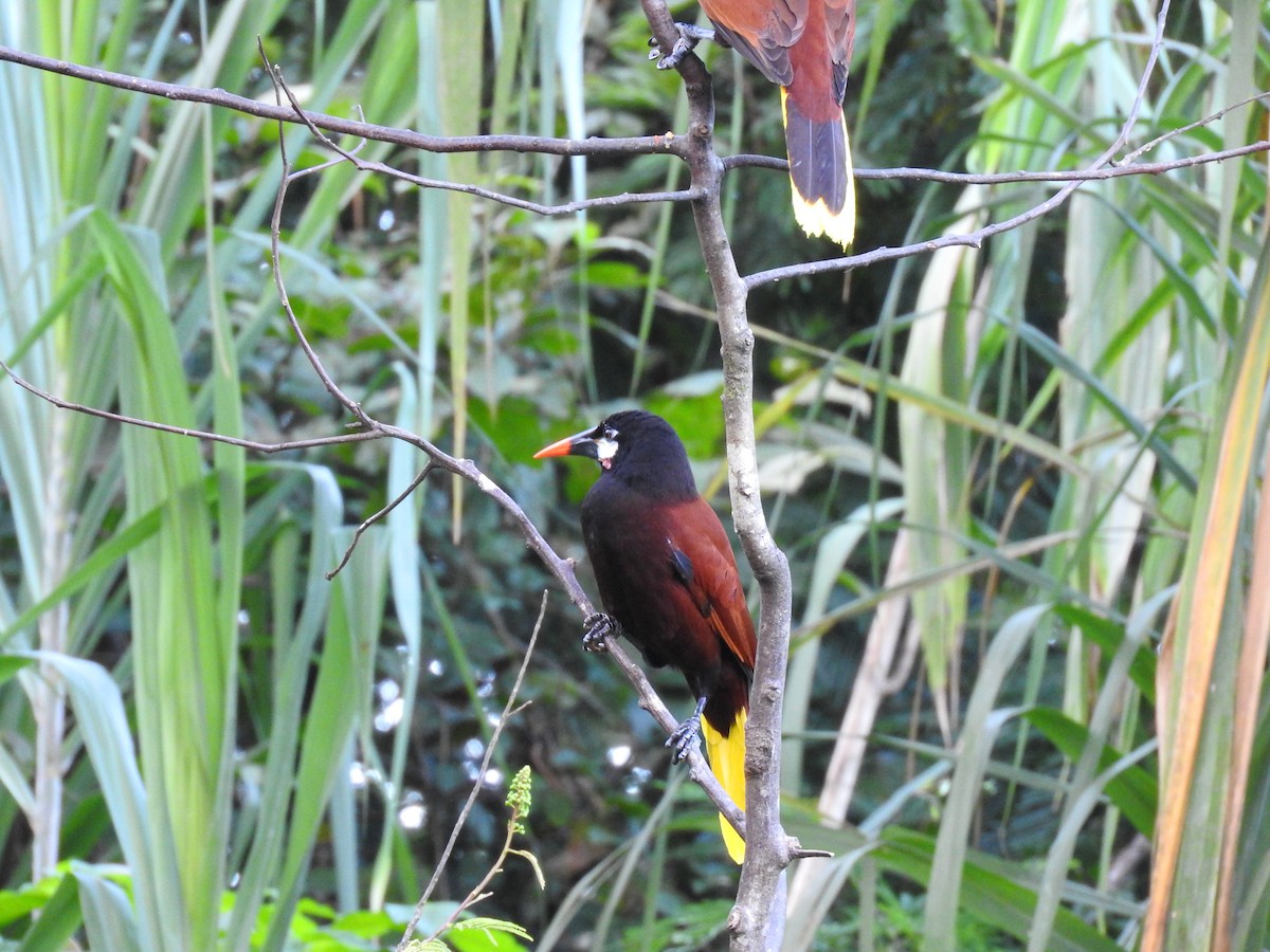 Montezuma Oropendulası - ML647380439