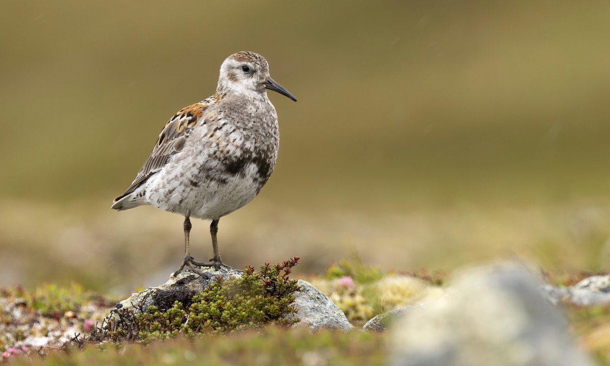 Kaya Kumkuşu - ML647380440