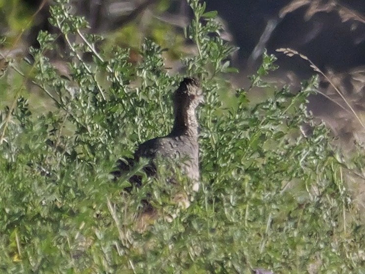 Çil Tinamusu - ML647380441