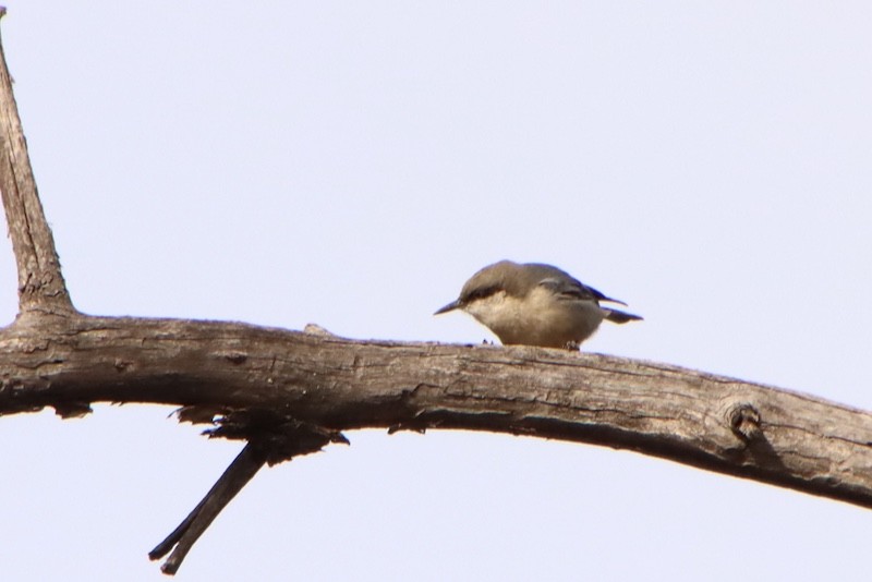 Küçük Sıvacı - ML647380442