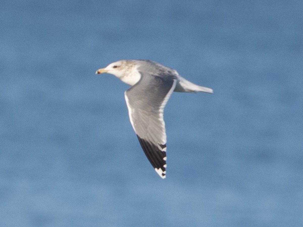 Kaliforniya Martısı - ML647380448