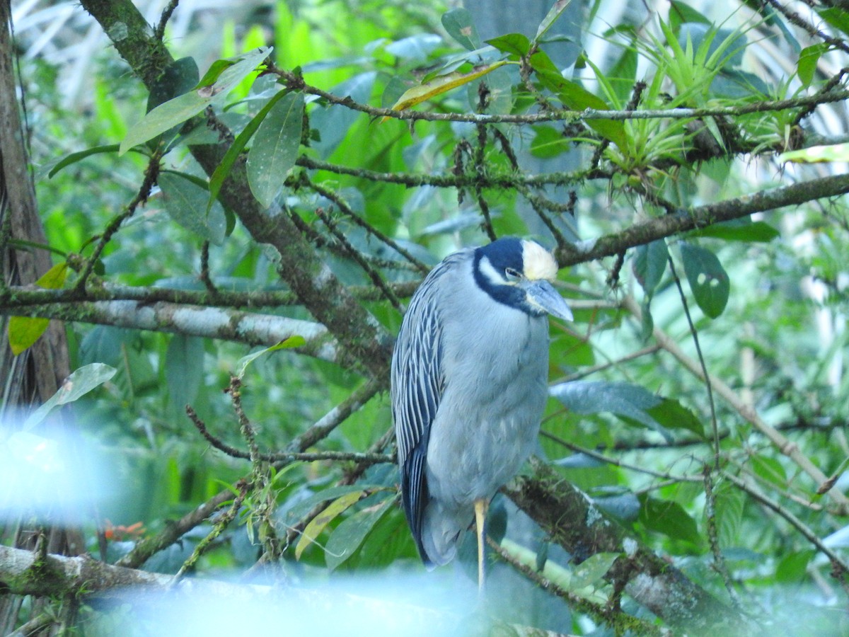 Sarı Tepeli Gece Balıkçılı - ML647380457