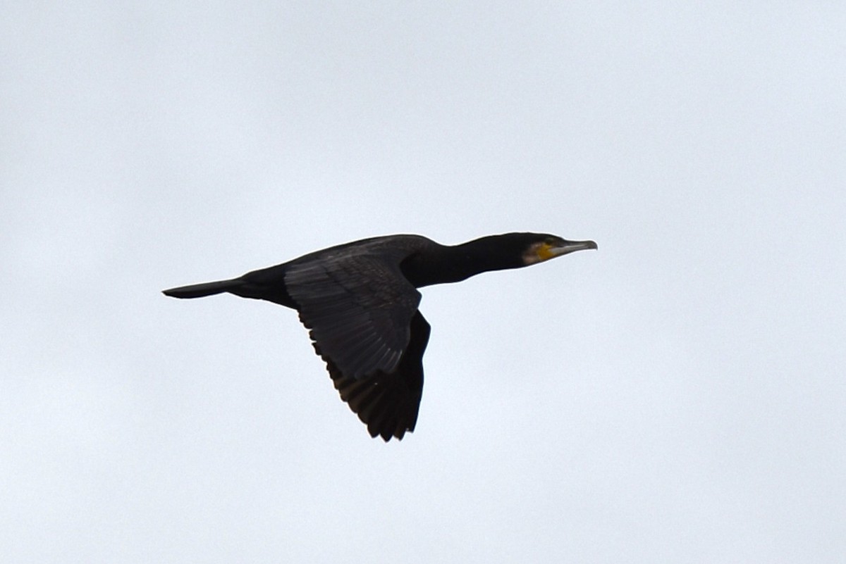 Great Cormorant - ML647380466