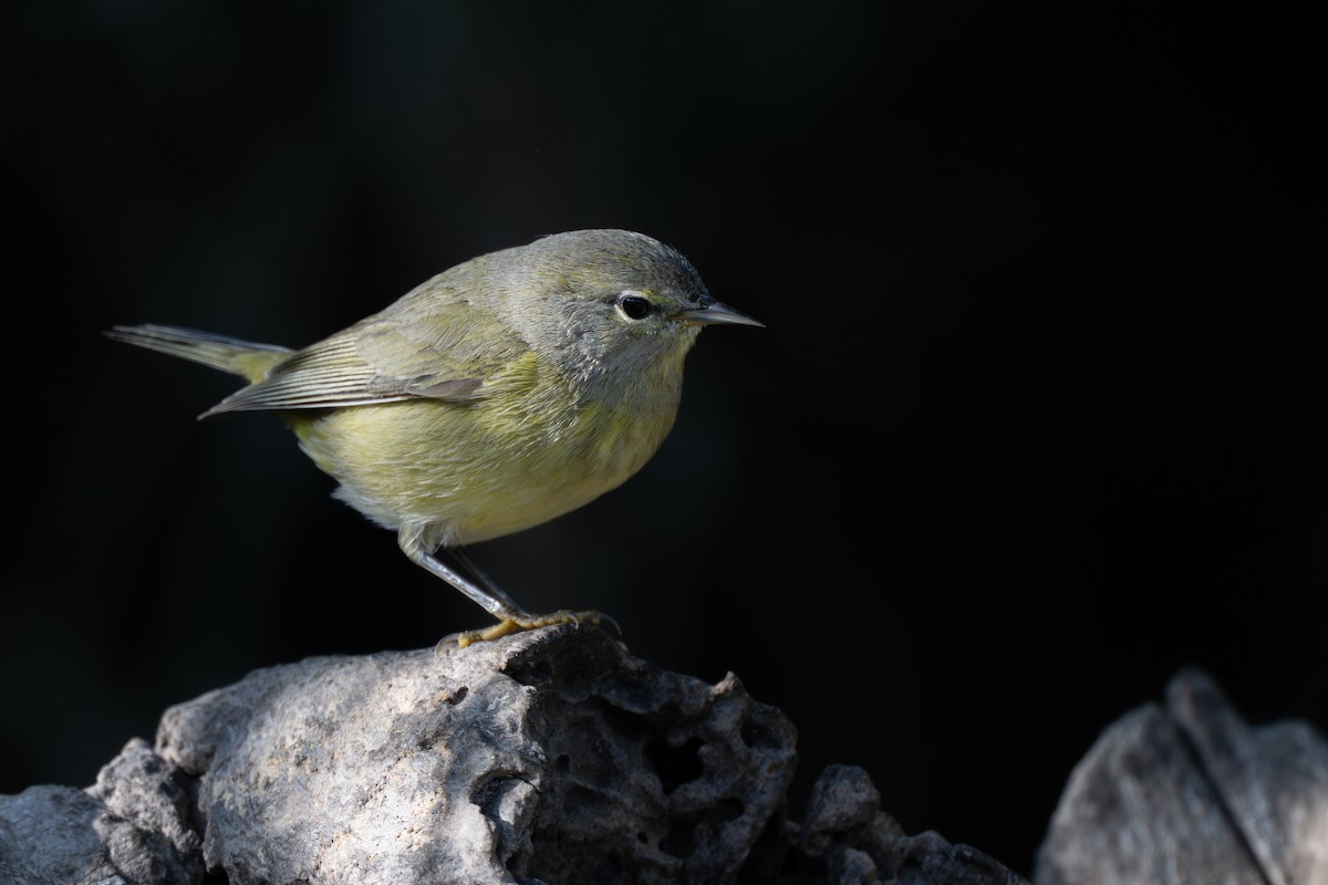 Orange-crowned Warbler - ML647380480
