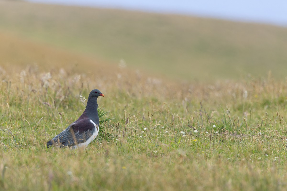 chathamdue - ML647380503