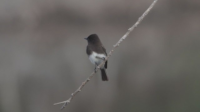 Феб чорний - ML647380505