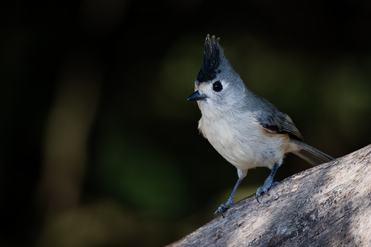 Black-crested Titmouse - ML647380506