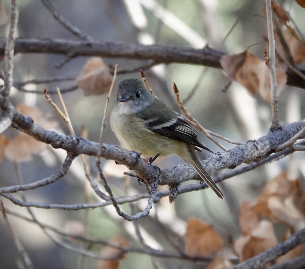Hammond's Flycatcher - ML647380536