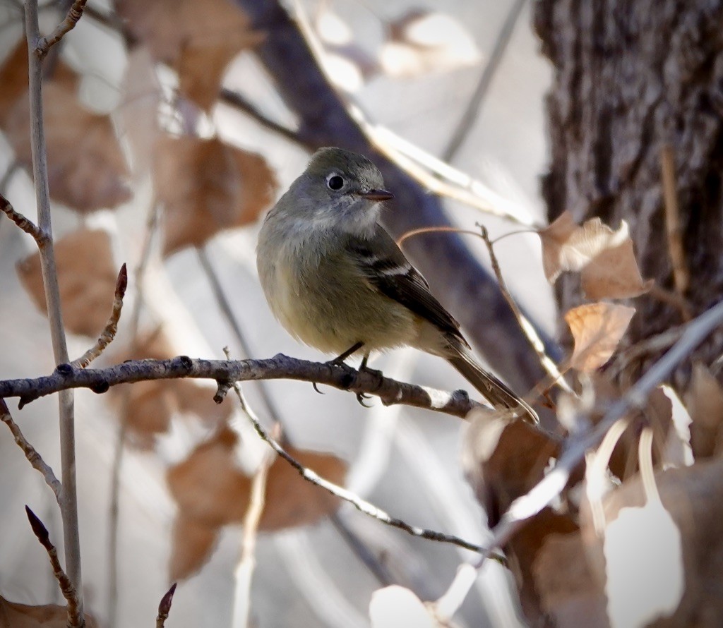 Hammond's Flycatcher - ML647380537