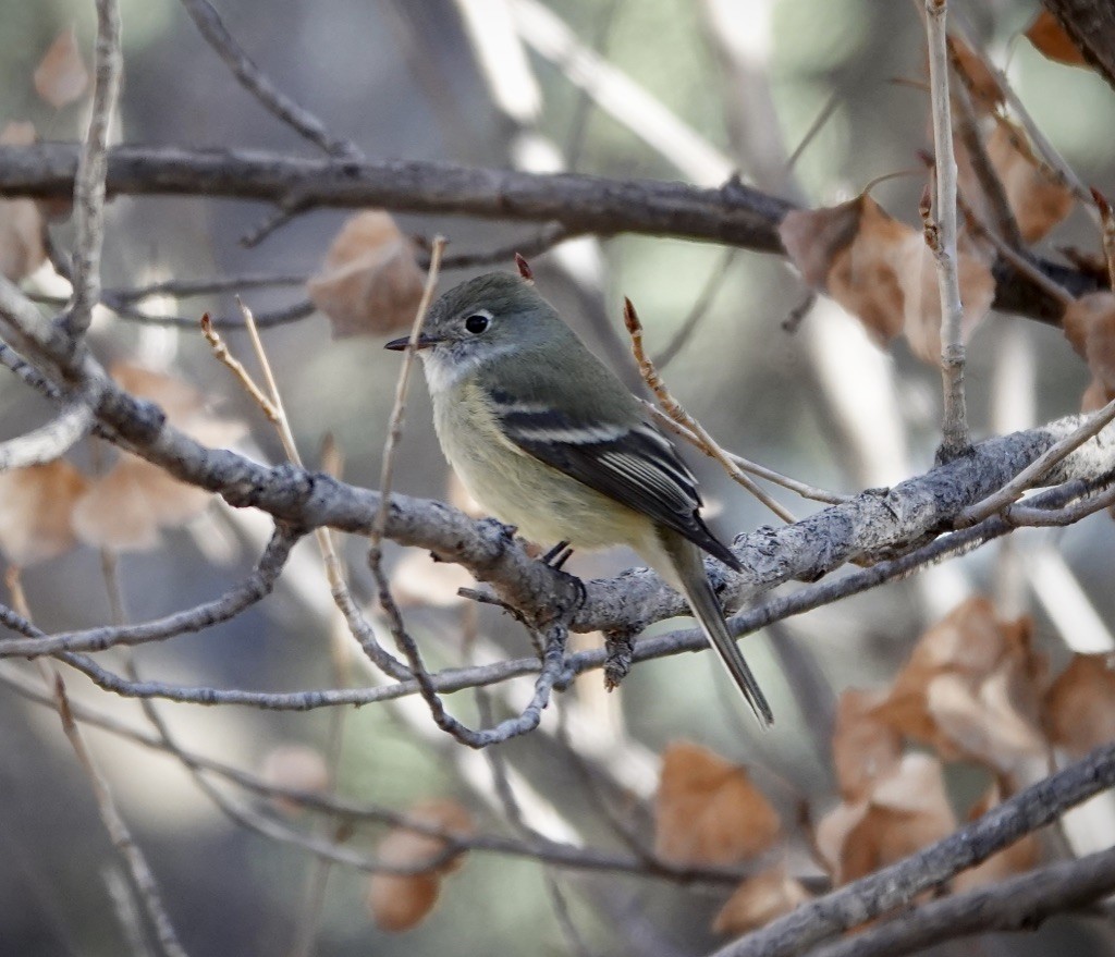 Hammond's Flycatcher - ML647380538