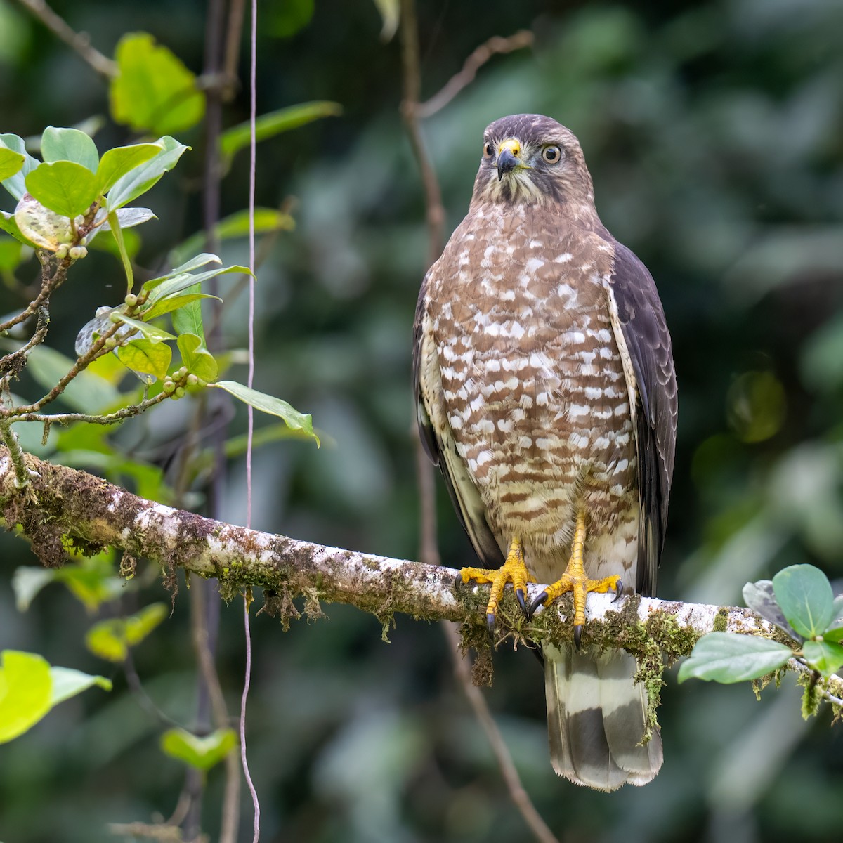 Broad-winged Hawk - ML647380541