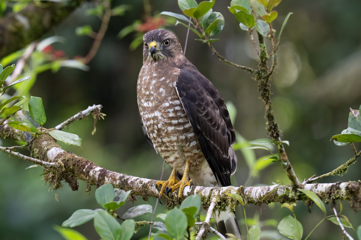 Broad-winged Hawk - ML647380543