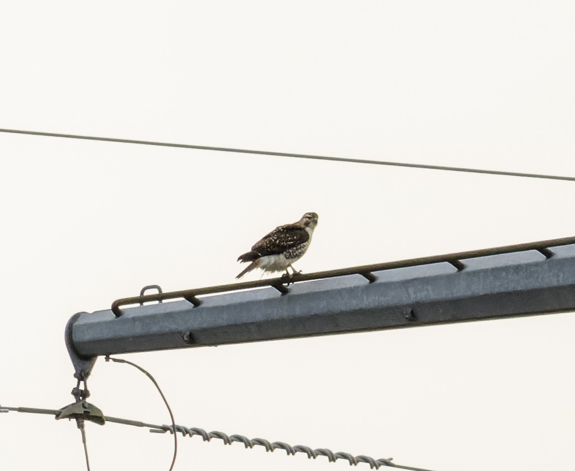 アカオノスリ - ML647380555