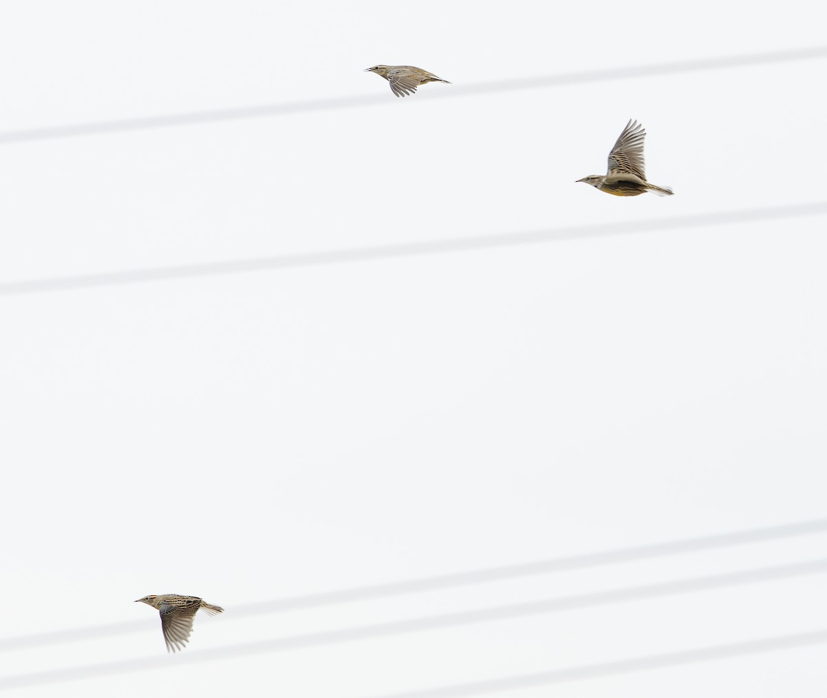 ヒガシマキバドリ - ML647380568