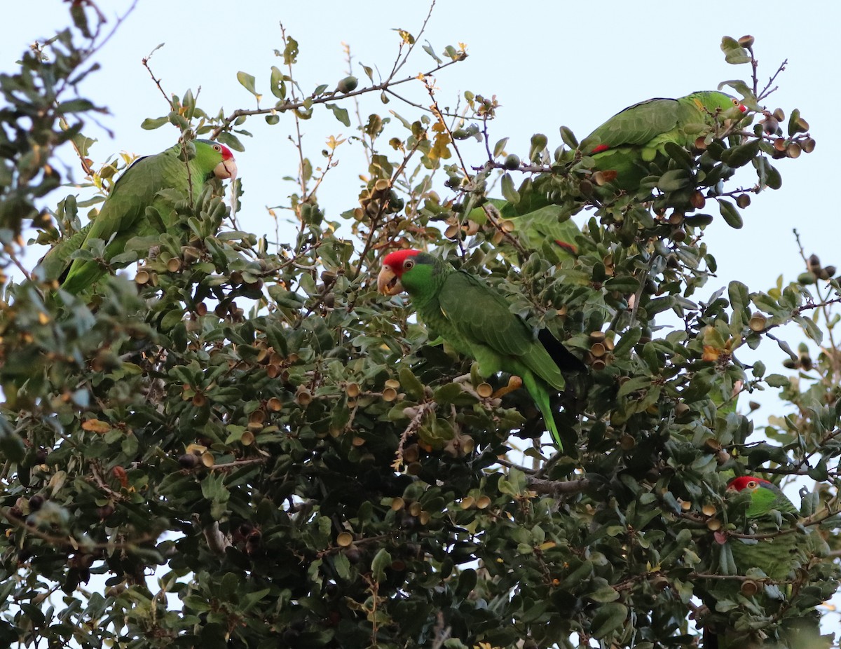 Red-crowned Amazon - ML647380575