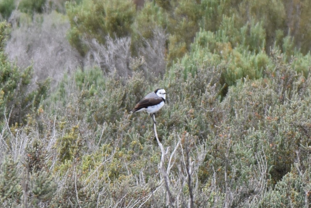 White-fronted Chat - ML647380593