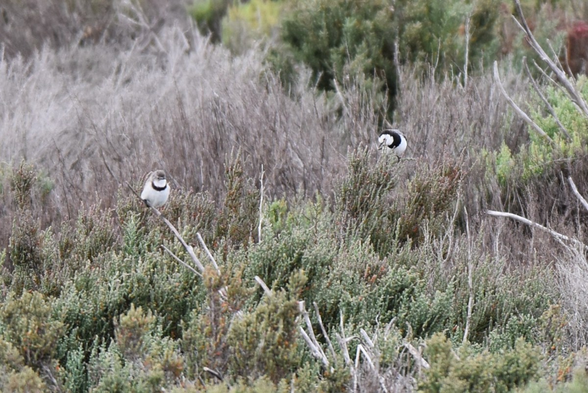 White-fronted Chat - ML647380594