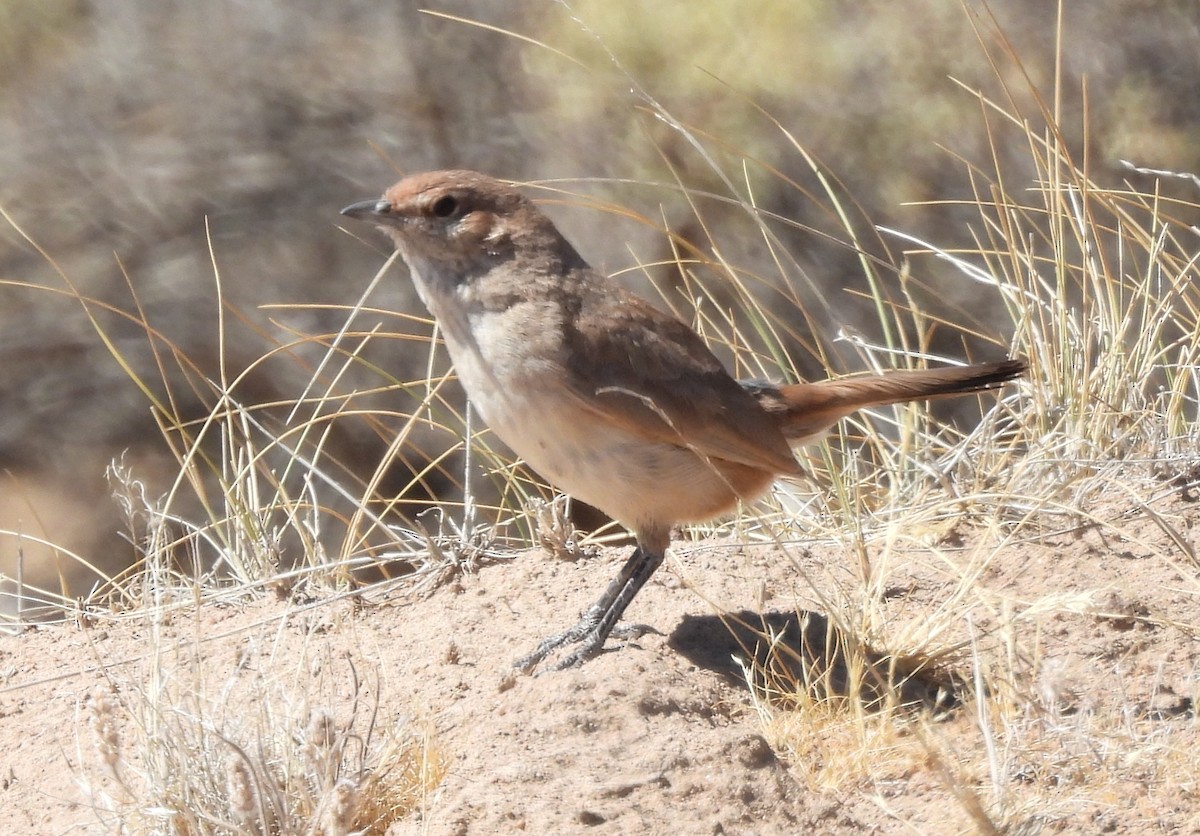 Sandy Gallito - ML647380603