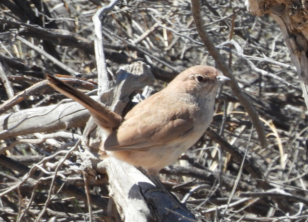 Sandy Gallito - ML647380604