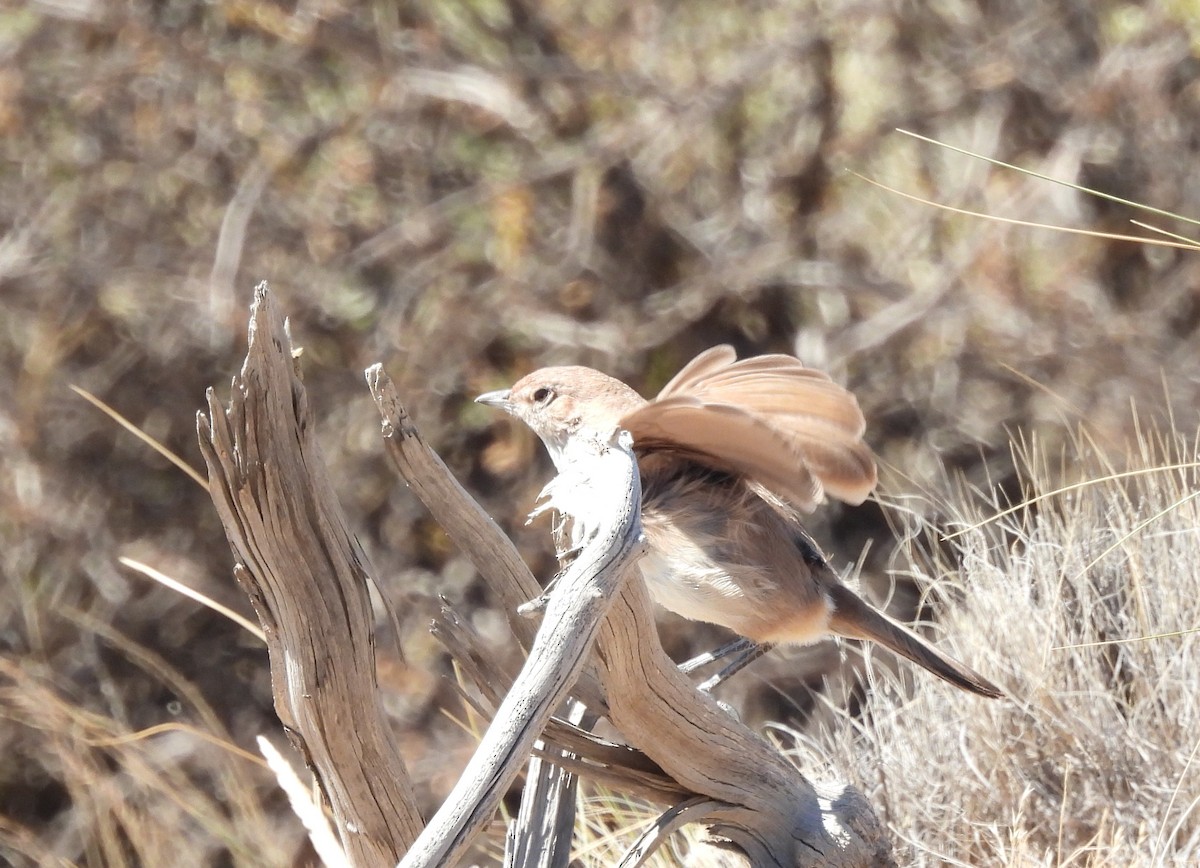 Sandy Gallito - ML647380605