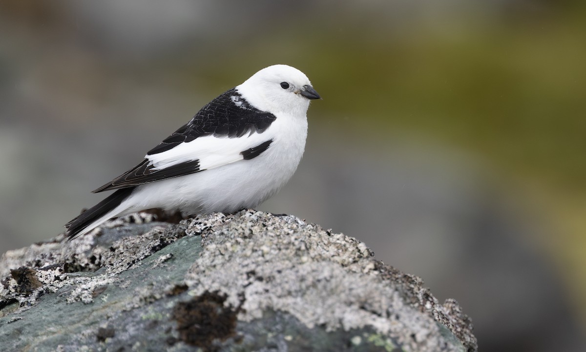Snow Bunting - ML647380607