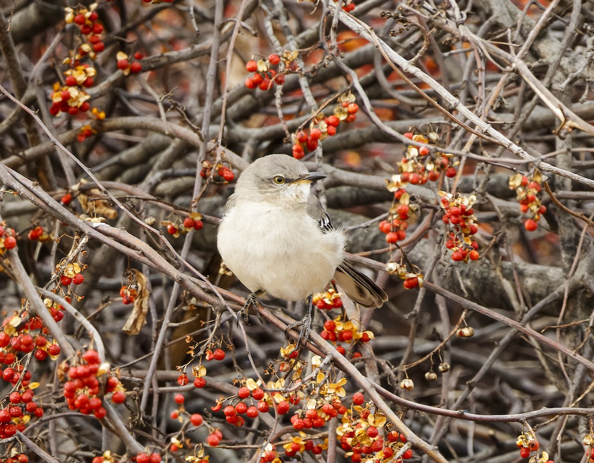 マネシツグミ - ML647380612